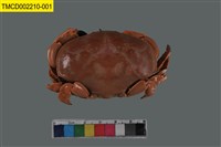 藏品(正直愛潔蟹)的圖片